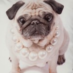 Pug in Pearls